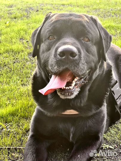 Вязка- Лабрадор ретривер