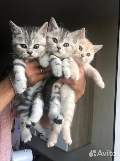 Шотландские котята