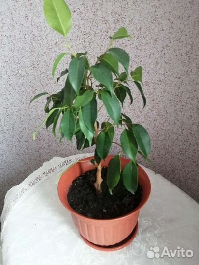 Цветы комнатные