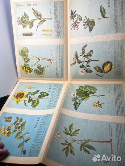 Лекарственные растения открытки