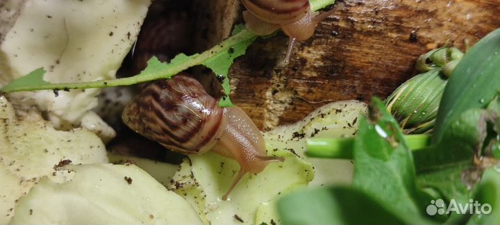 Улитки ахатины малыши