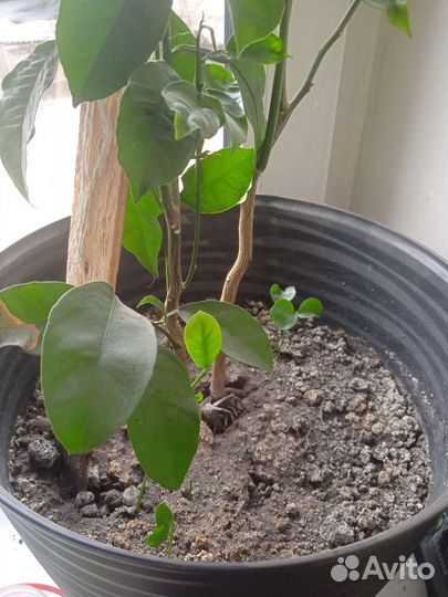 Мандариновое дерево