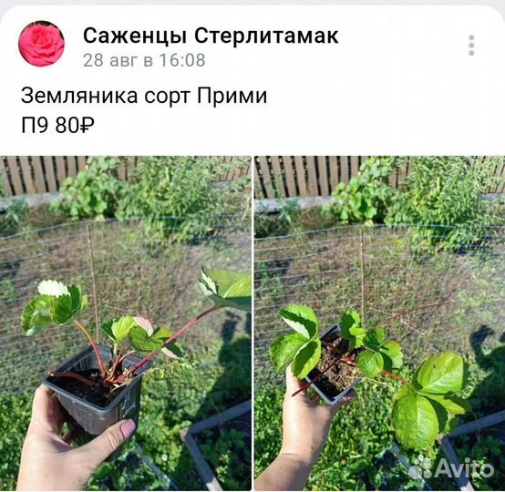 Саженцы садовой земляники