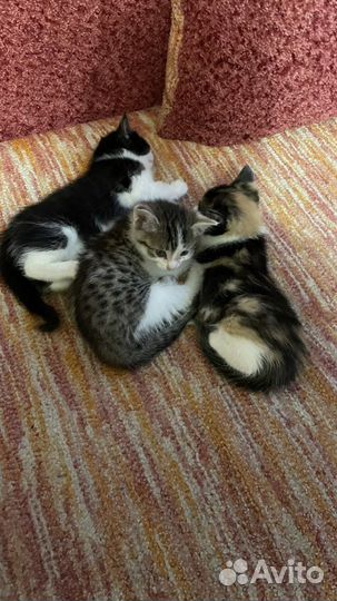 Кошка в дар бесплатно