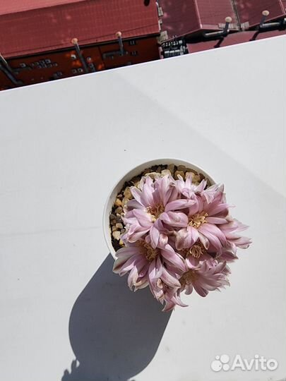 Кактус Gymnocalycium bruchii
