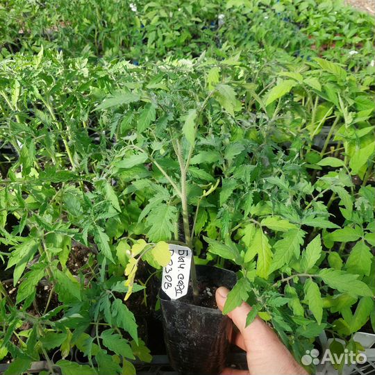 Рассада помидор и баклажанов