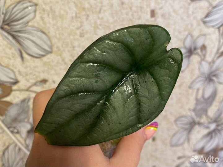 Алоказия Red Grey