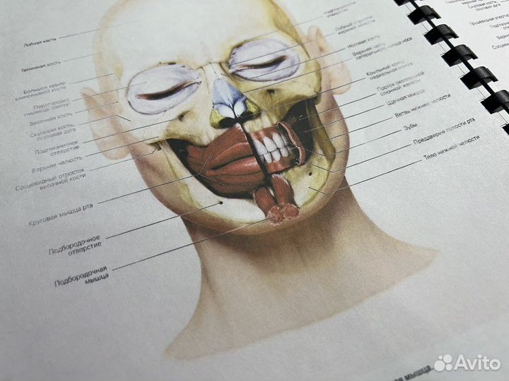 Лицо. Атлас клинической анатомии
