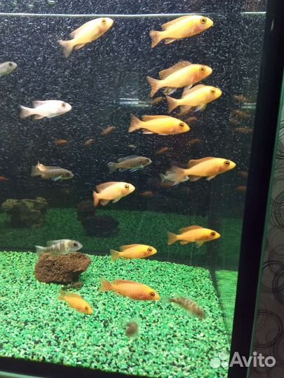 Аквариумные рыбки