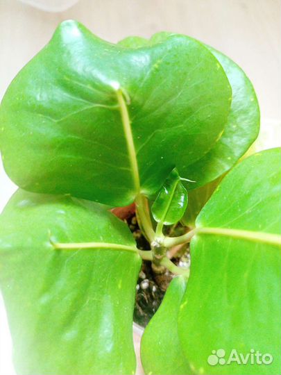 Кротон Paen Din Thong