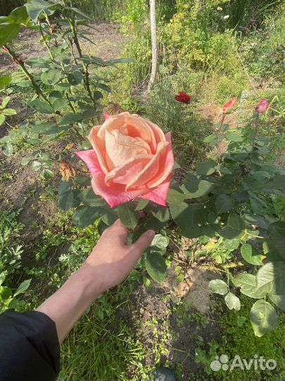 Розы садовые