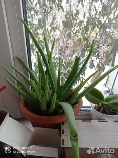 Авокадо Алое