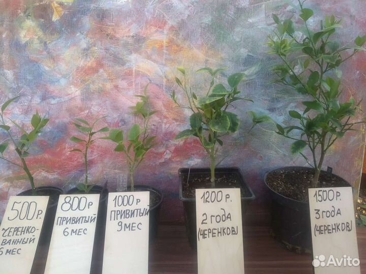 Лимон Мейер. Цитрусовые саженцы в Анапе