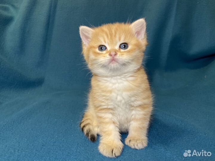 Британские котята