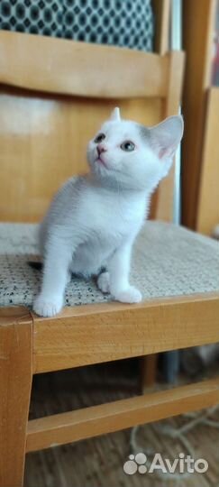 Малышка в добрые руки