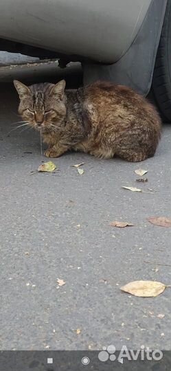 Спасите Васю