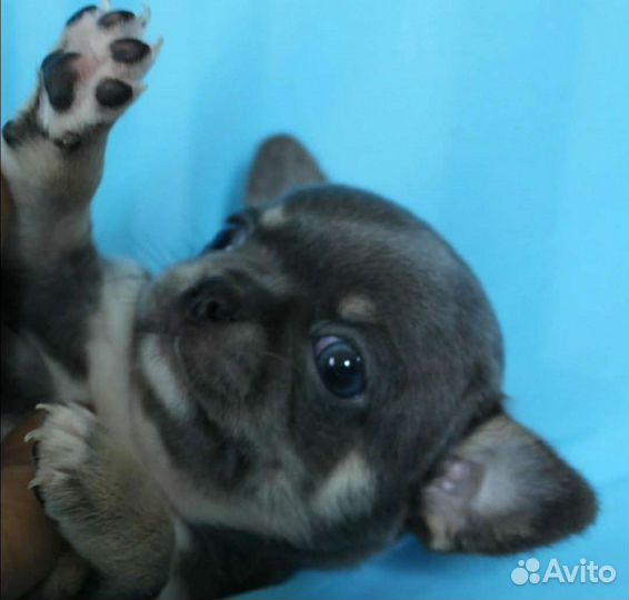 Чихуахуа голубой мальчик