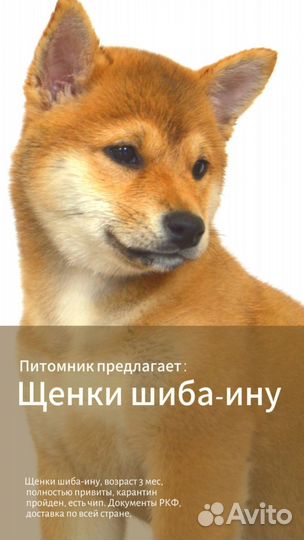 Шиба-ину