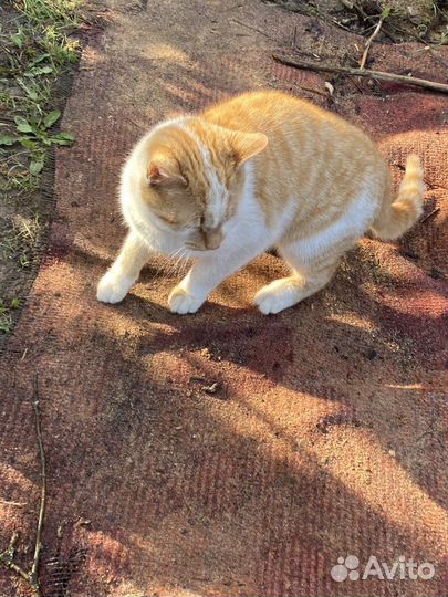 Кот в добрые руки, мальчик