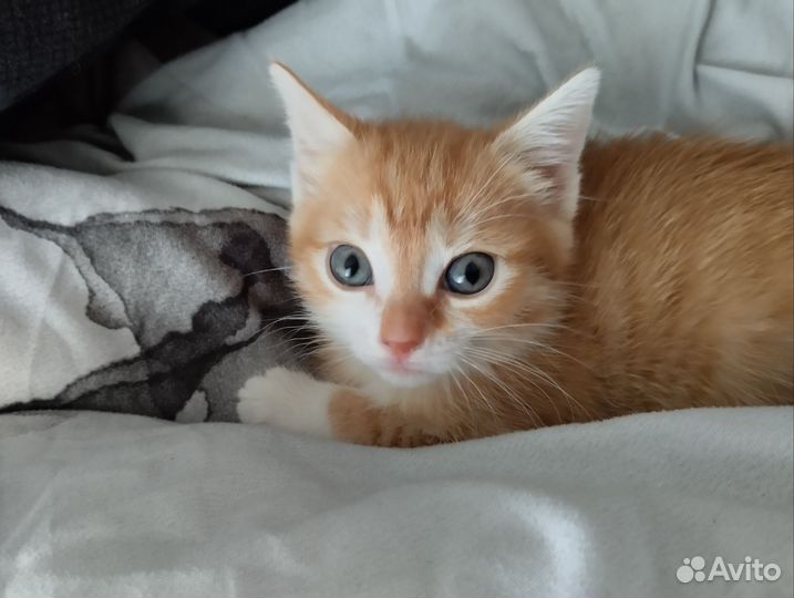 Домашние животные