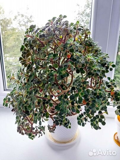 Аихризон дерево любви. Подарок. Декор