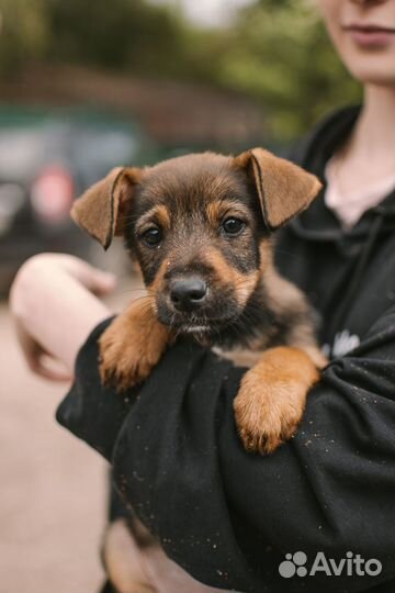 Щенок девочка в добрые руки