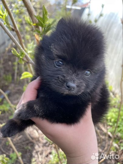 Щенок шпица. Девочка