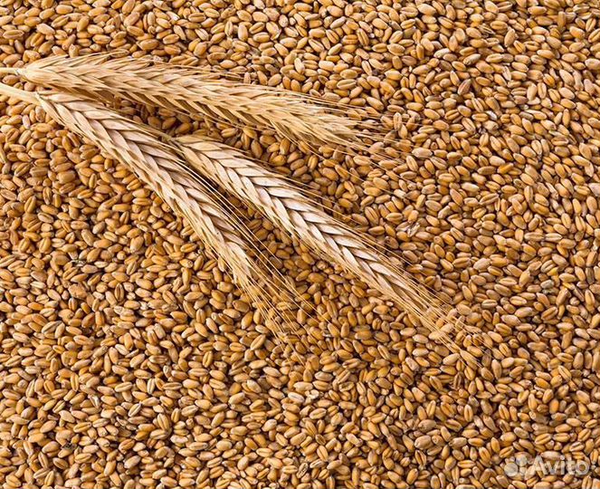 Зерно пшеница