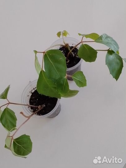 Березка - Роициссус