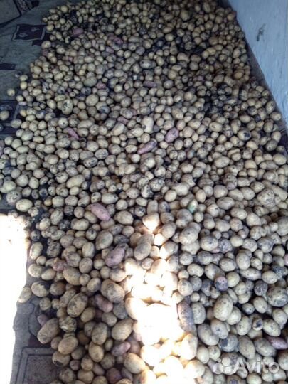 Продам картофель