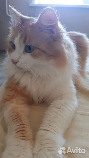 Сибирская кошка
