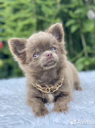 Чихуахуа лиловый домовенок