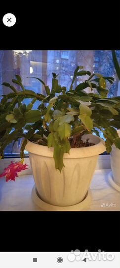 Алоэ, хлорофитум, декабрист