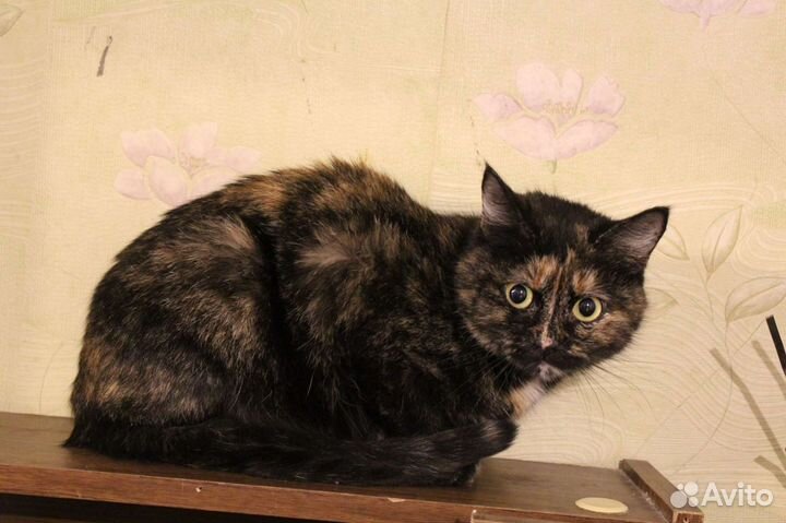 Кошка в дар