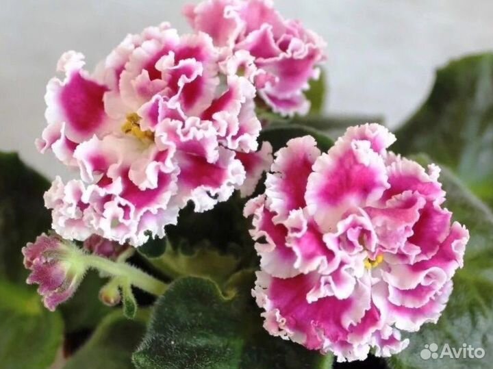 Наборы деток фиалочек