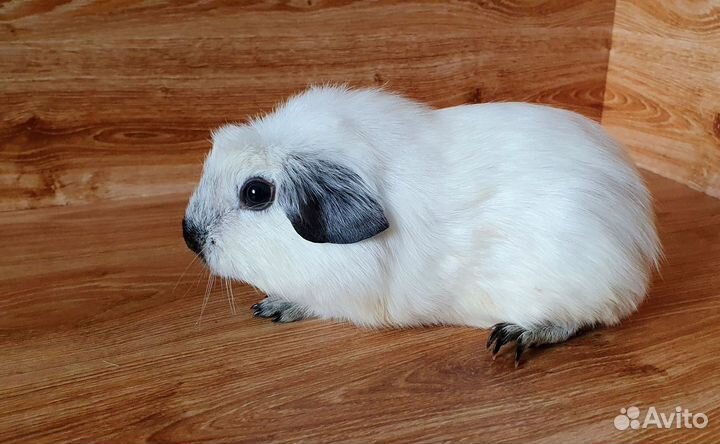 Морская свинка. Девочка