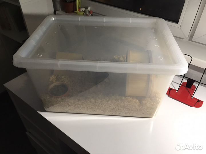 Джунгарский хомяк с клеткой