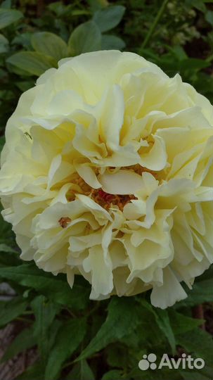 Пион лимон шифон