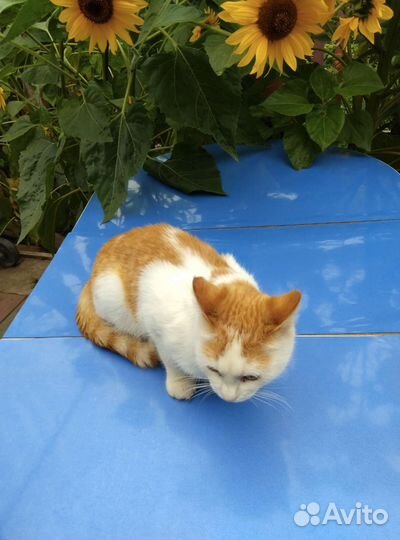 Котята в дар