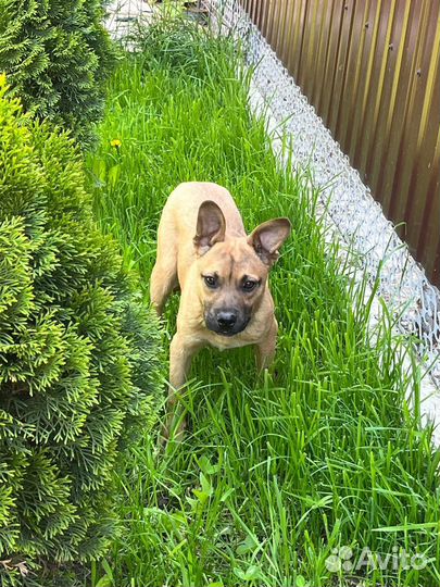 Щенок Фунтик