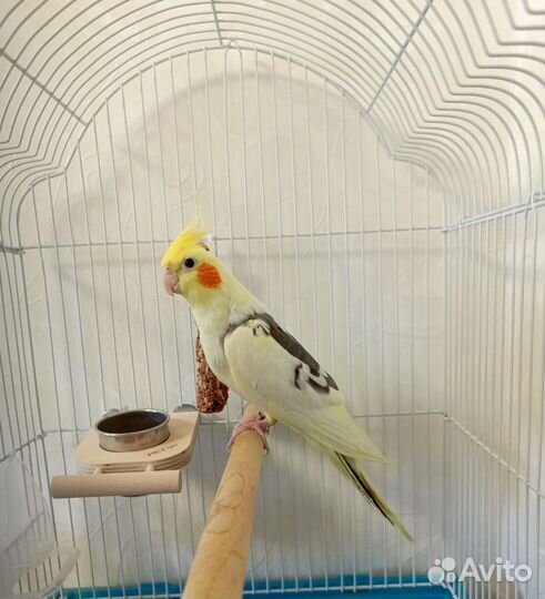 Попугай корелла + в подарок 7 кг корма
