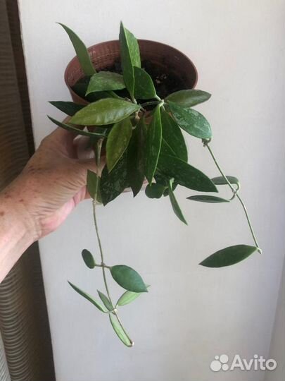 Хойя публикалис сильвер пинк