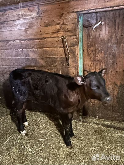 Телочка 1,5 месяца