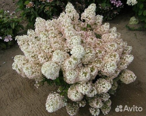 Гортензия метельчатая, древовидная, крупнолистовая