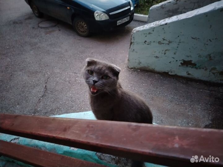 Британский вислоухий