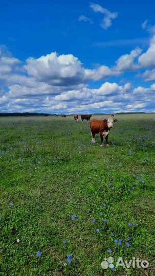 Нетель Герефорд класса класса элита и элита-рекорд