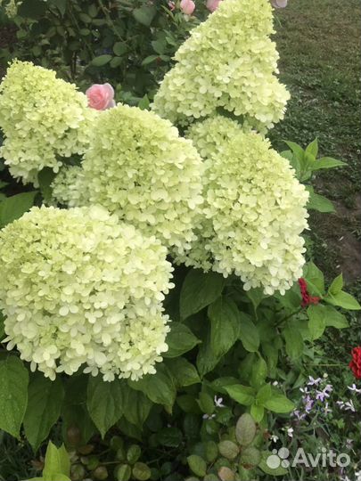 Продам гортензии грандифлора