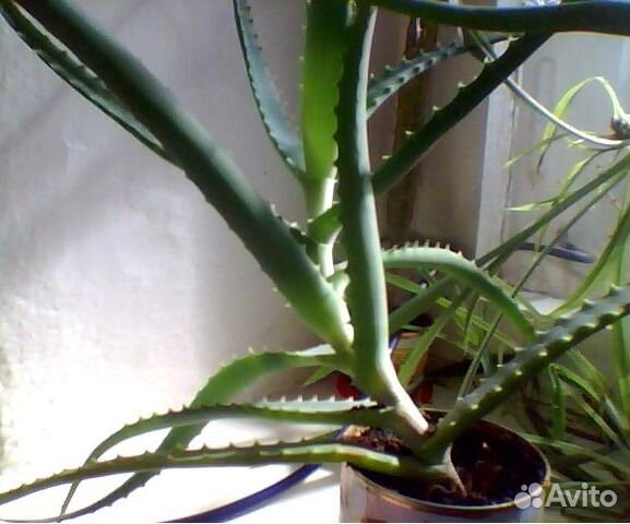 Лечебное алоэ