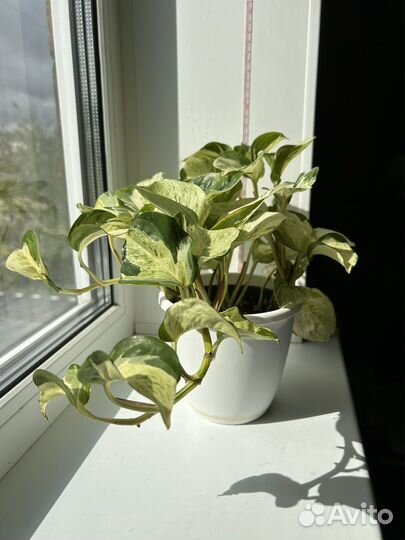 Эпипремнум хэппи лиф лиана, liana, сциндапсус