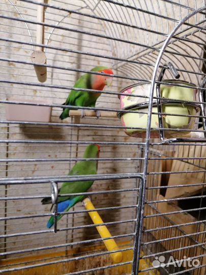 Попугай неразлучники пара